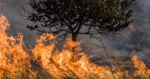 Governo do Pará decreta alerta climático preventivo diante de projeções do El Niño
