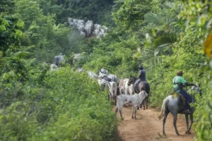 Indígenas recebem ameaças de invasão de território caso Flávio Bolsonaro vença eleições de 2026